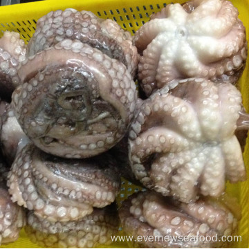 new frozen good quality enough octopus